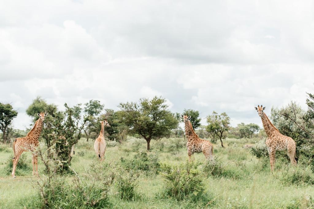 Monate Game Lodge موديمول المظهر الخارجي الصورة